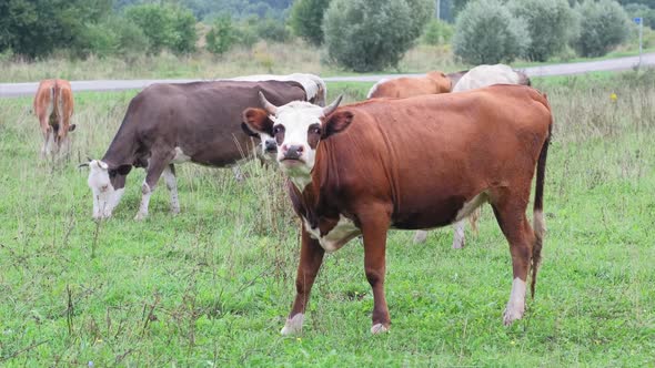 A Red Bull Looks Closely at the Farmer Standing in the Pasture on a Summer Day