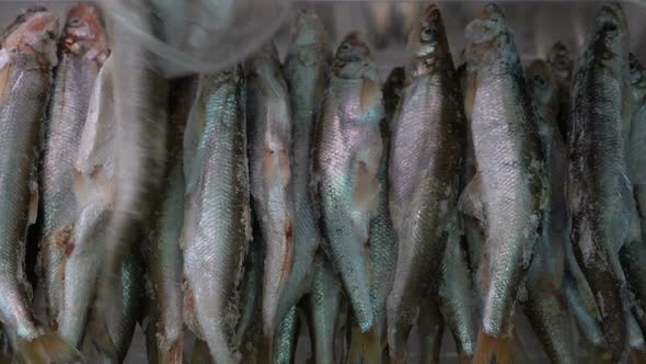 Woman's Hand Choosing Frozen Smelt Fish on Counter at Seafood Market