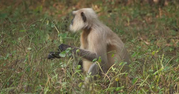 Indian Common Gray Langur or Hanuman Langur Monkey Eating in Ranthambore National Park, Rajasthan alt