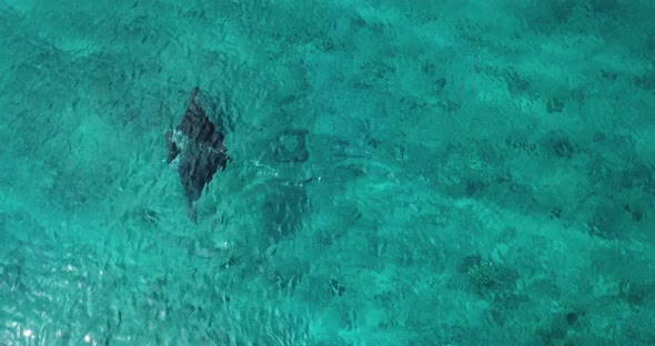 Aerial view of a stingray  in the turquoise waters