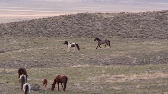 Panning view of wild horses in the distance, Stock Footage | VideoHive