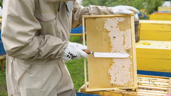 Beekeeper on an Apiary Beekeeper is Working with Bees and Beehives on the Apiary Beekeeping or alt