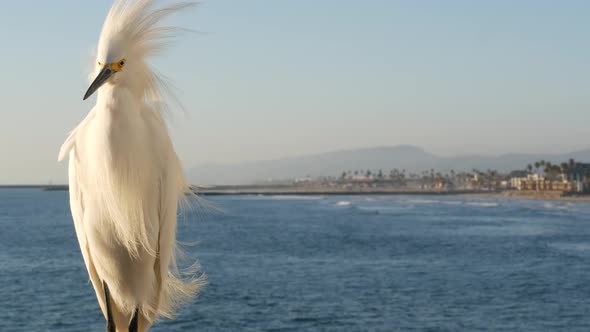 White Snowy Egret on Pier Railings California USA