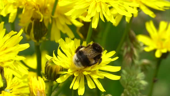 Honey Bee Gathering Flower Pollen of Dandelion Flower during bright sunny day outdoors in nature. Bu alt