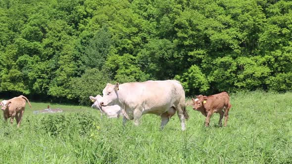 Cows and calves grazing on a spring meadow in sunny day