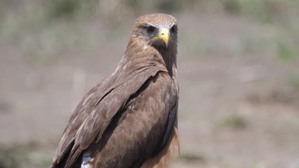Close up from a Yellow billed kite alt