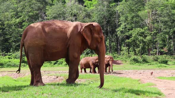 Large Elephant standing on the grass with his friends behind him. alt