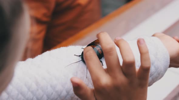 Madagascar Cockroach on the Girl's Hand. The Child Holding and Stroking Insect. alt