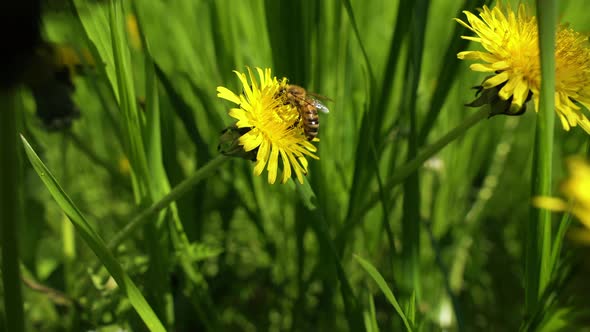 Dandelions. Pollination Of Flowers By Bees