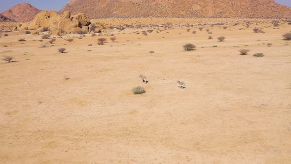 Aerial view of Zebras running in a desert valley in Namibia. alt