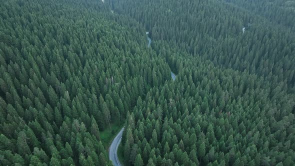 Curvy Forest Road 2