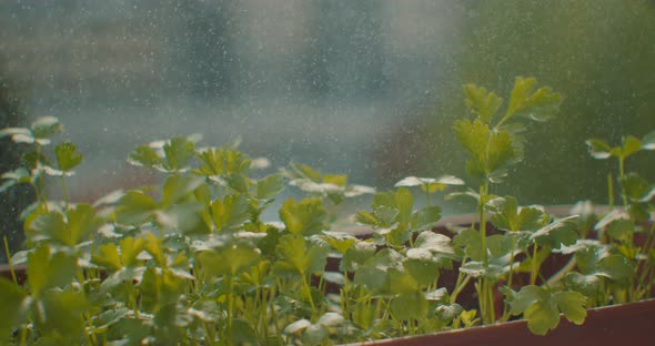 Female Hand Spraying Plants with Water on Balcony Garden, Close Up. Unrecognizable Woman Sprinkling alt