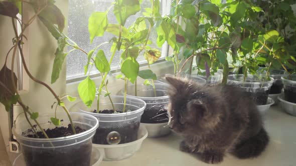 A Small Kitten on a Windowsill Among Green Flowers Against the Background of Soap Bubbles