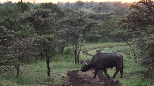 A Single African Buffalo Crossing The Dirt Road In The Wilderness In El Karama Safari Lodge In Kenya alt