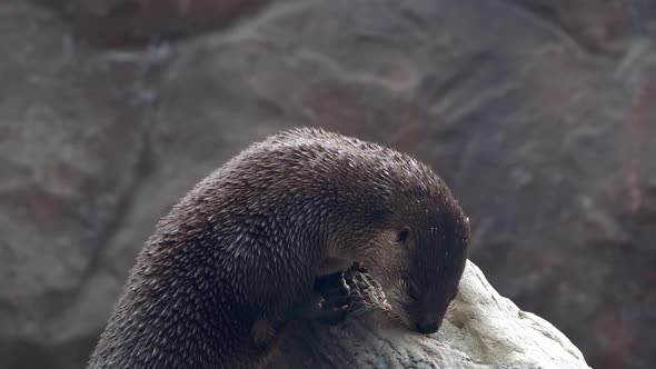 River Otter eating food on top of log alt