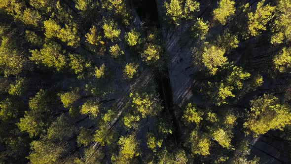 Drone Shooting of a Pine Forest in Autumn