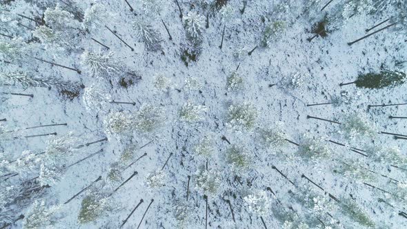 Aerial Winter Forest Top Down Descending Shot alt
