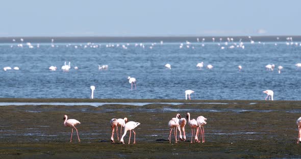Rosy Flamingo colony in Walvis Bay Namibia, Africa wildlife