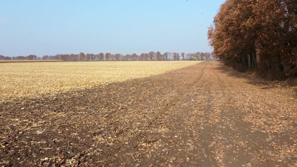 Brown Dry Tree Leaves Fall on Yellow Field After Harvest on a Sunny Autumn Day alt