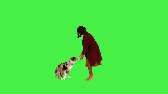 Cute African Girl Training and Petting Border Collie on a Green Screen Chroma Key alt