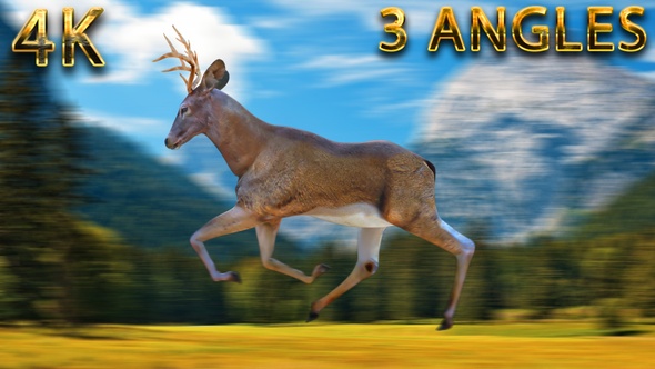 Deer running from 3 different angles alt