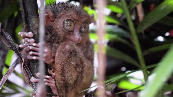Close-up shot of wet tarsier clinging to tree and blinking with one eye in Bohol, The Philippines alt