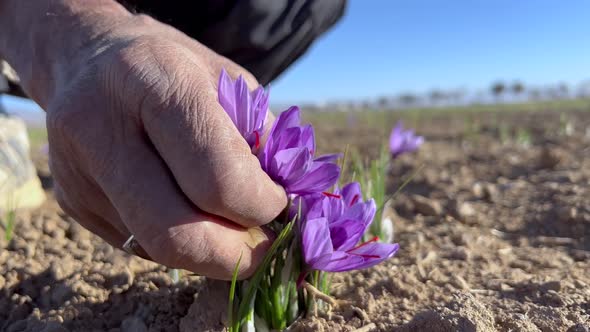 Picking Saffron Flowers By Old Hand
