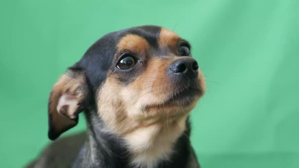 little funny dog on green screen, cute dog looking into camera, place for promotional text alt