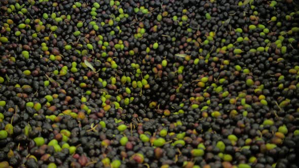 Olive Oil Process Of Production Of Extra Virgin Olive.