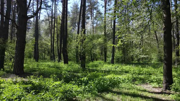 Green Forest During the Day Aerial View alt