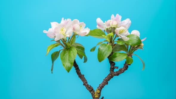 Apple Tree Buds Opening Against Blue Background