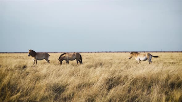 Wild Horses in Askaniya Nova Sanctuary