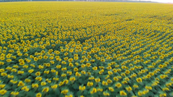 Sunflower Field in a Beautiful Evening Sunset