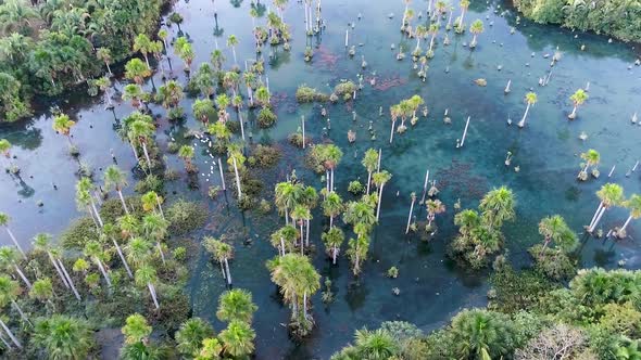Nature landscape of Amazon Rainforest. Amazon river scenery. alt