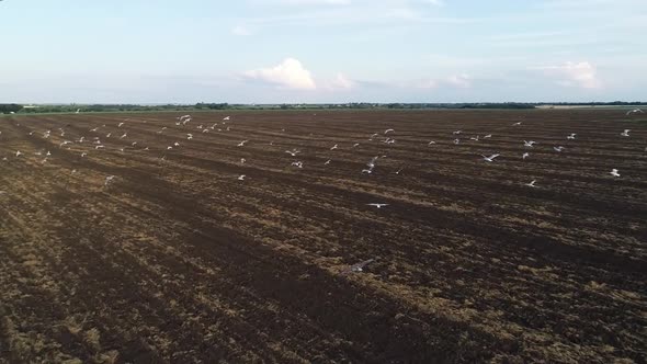 Aerial View Video Footage of Birds Flying Over the Field