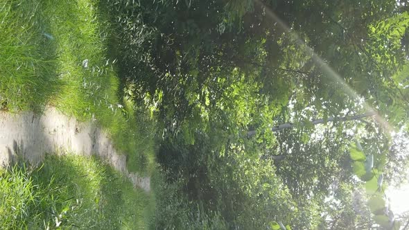 Vertical Video of Green Forest By Day alt