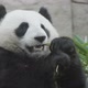 Panda Eat Juicy Bamboo Branches for Lunch - VideoHive Item for Sale