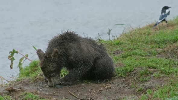 Brown Bear Cub Eatig Fish alt