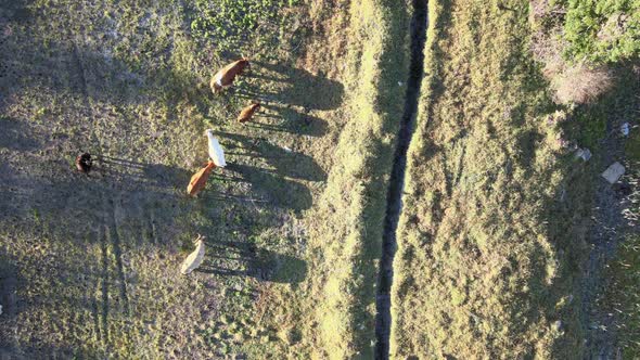 Drone Seen Lowering Towards Grazing Cattle