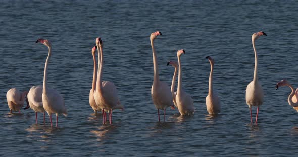 Pink flamingos during the courtship in the Camargue, France alt