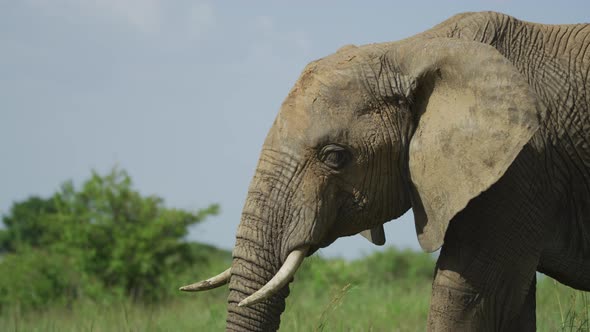 Close up of an elephant eating alt