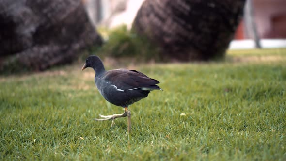Bird Walking On Green Grass In Caribe Dominican Republic Resort Hotrel. alt