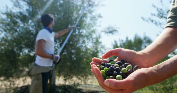 Farmer holding a hand full of olives in farm 4k alt