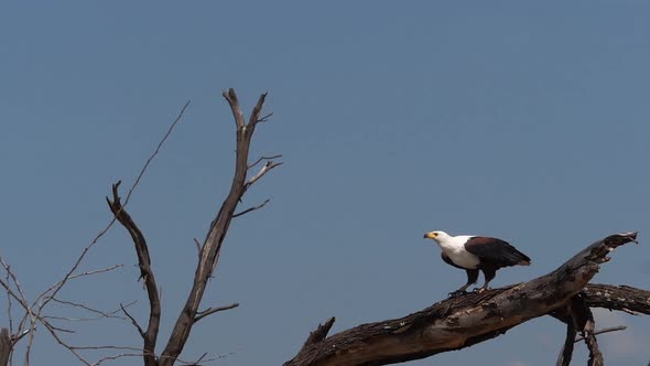 980312 African Fish-Eagle, haliaeetus vocifer, Adult in flight, taking off from tree, Flapping Wings alt