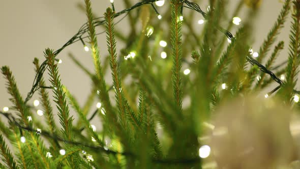 Christmas Tree With Lights - Rack Focus