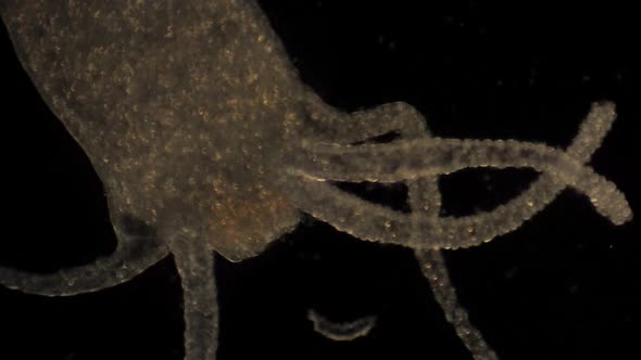 Microscopic Hydra Moves Its Tentacles To Catch Prey Stock Footage