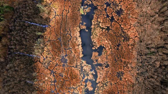 Flying above river and brown swamps before spring, Poland alt