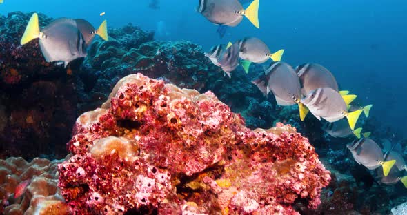 angelfish school following shot wide angle over beautiful coral head alt