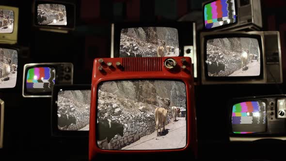 Cows Walking in a Mountain Village and Retro TVs.