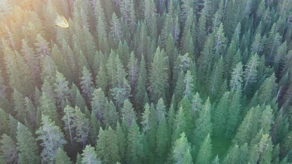 green forest, pine trees, drone is flying on the trees, deep forest and wild life alt